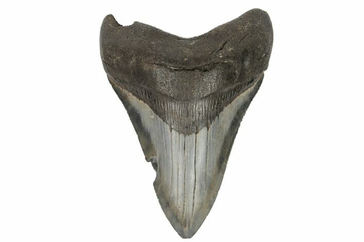 Serrated, Fossil Megalodon Tooth - South Carolina #186775
